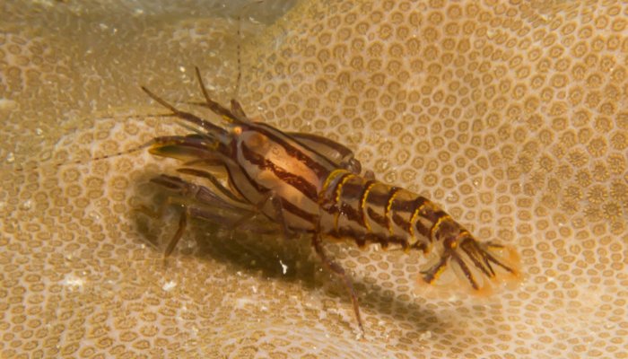 Stimpson's Snapping Shrimp